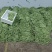 云南特菜批发