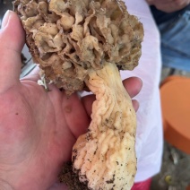 野生羊肚菌