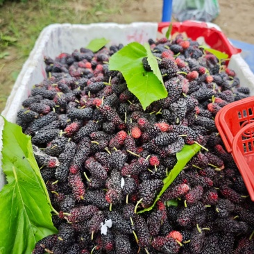 桑椹