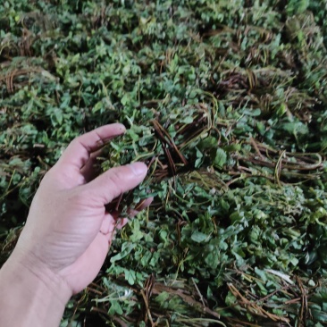 广西鸡骨草