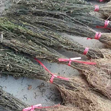 产地直供徐长卿，干货足效品质优，欢迎合作