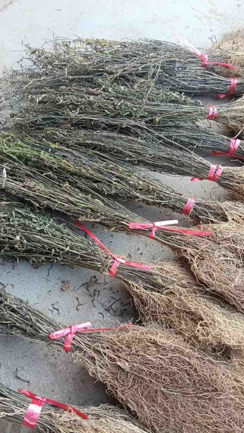 产地直供徐长卿，干货足效品质优，欢迎合作