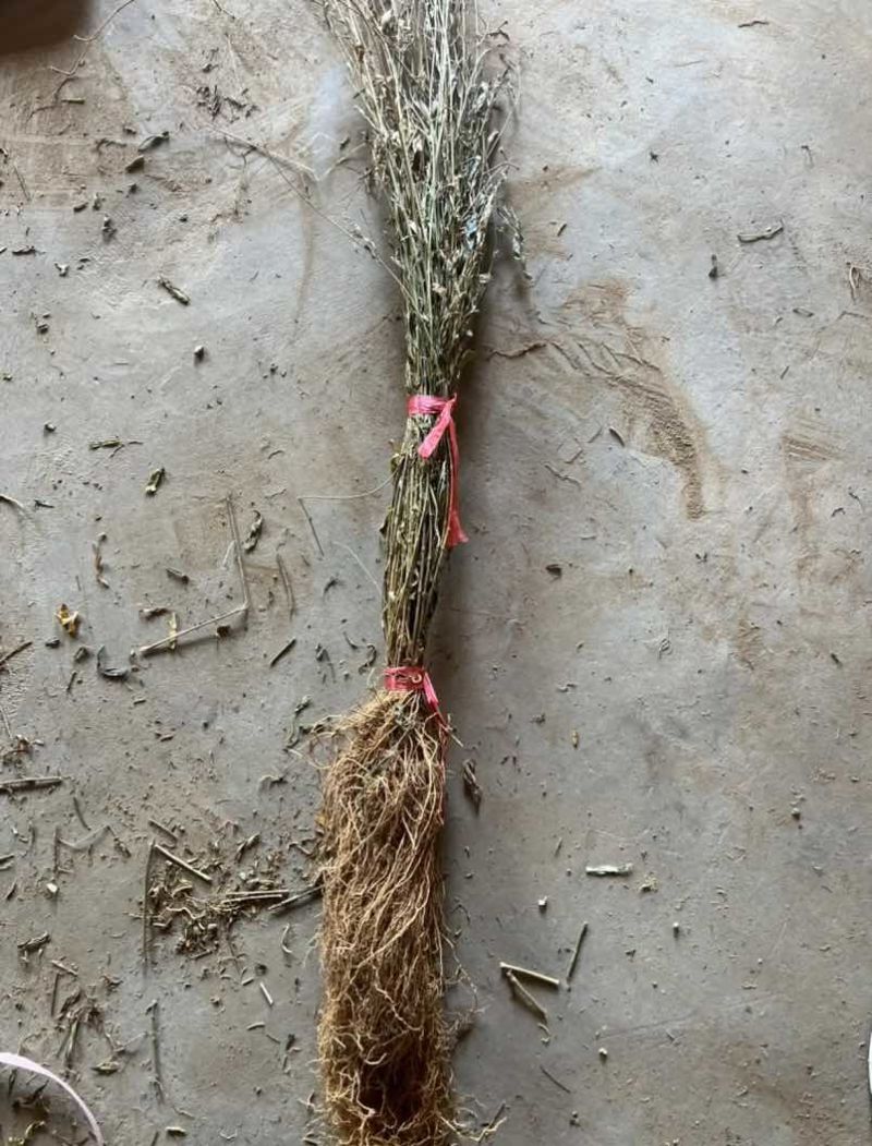 产地直供徐长卿，干货足效品质优，欢迎合作