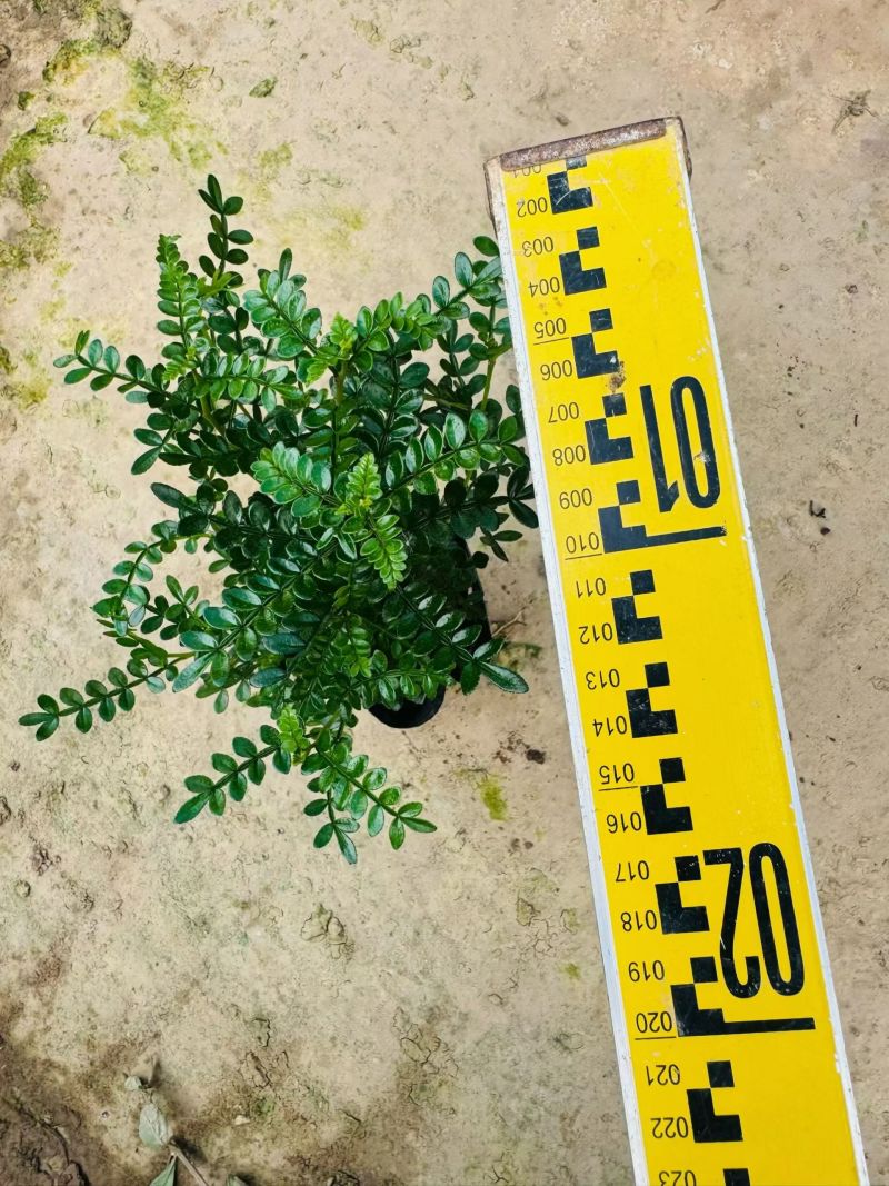 七斤胡椒木，产地直销，质量优，