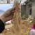 徐长卿齐根货，水洗无杂质。徐长卿中药材各种规格
