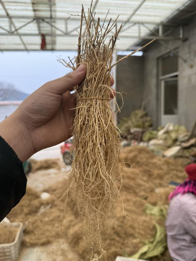 徐长卿齐根货，水洗无杂质。徐长卿中药材各种规格