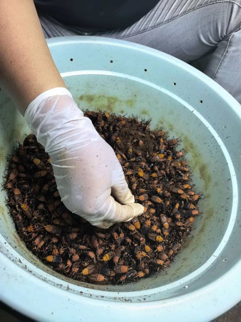 竹虫和种虫