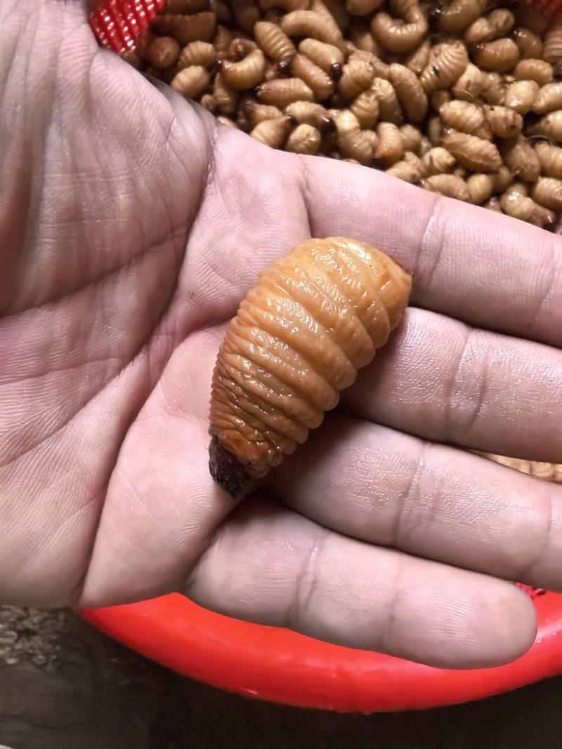 竹虫和种虫
