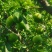 蜂糖李
