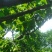 蜂糖李