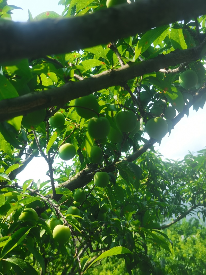 蜂糖李