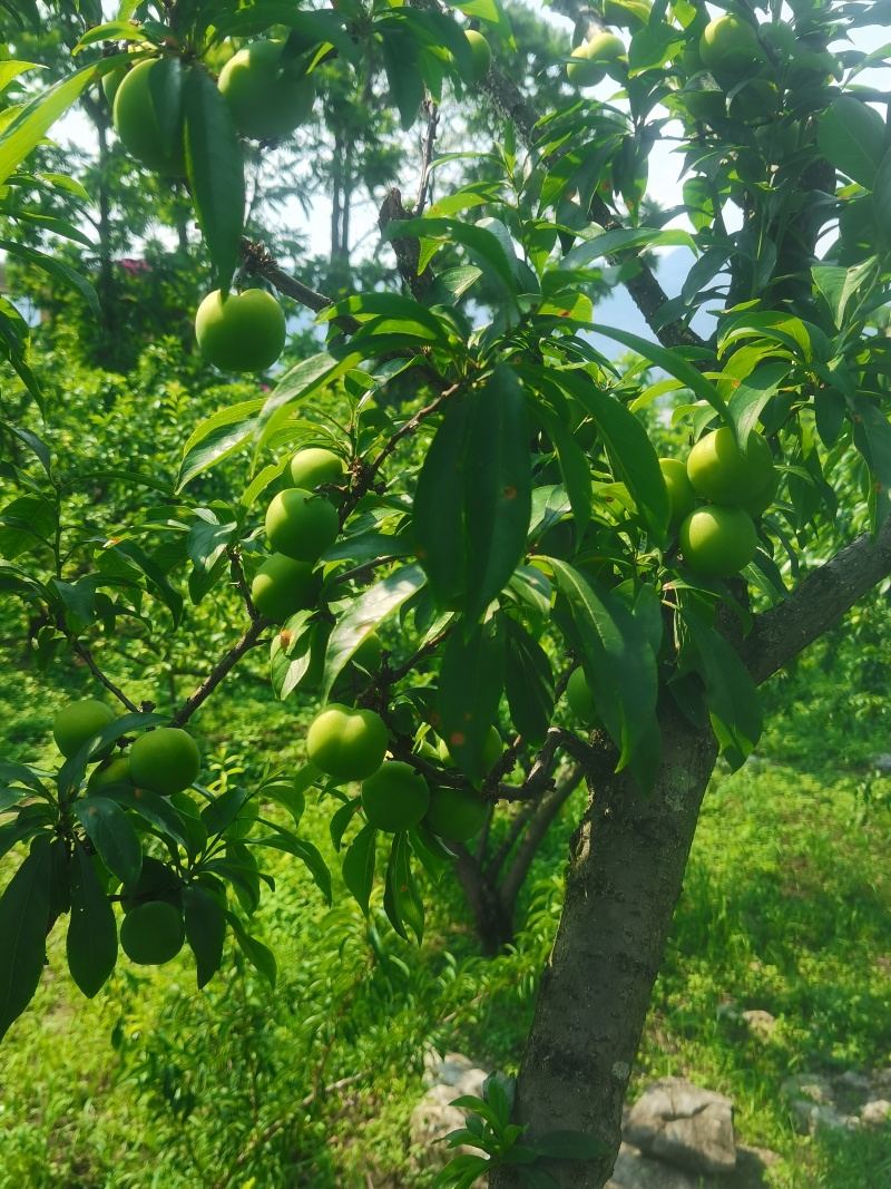 蜂糖李
