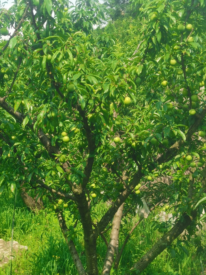 蜂糖李