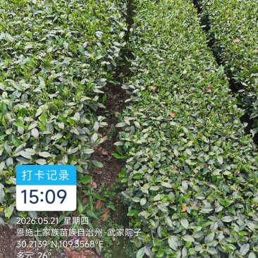 龙井43抹茶原料高山地区