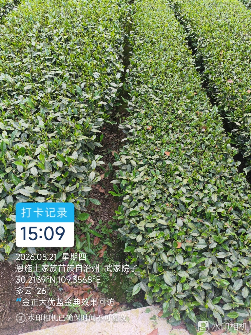 龙井43抹茶原料高山地区