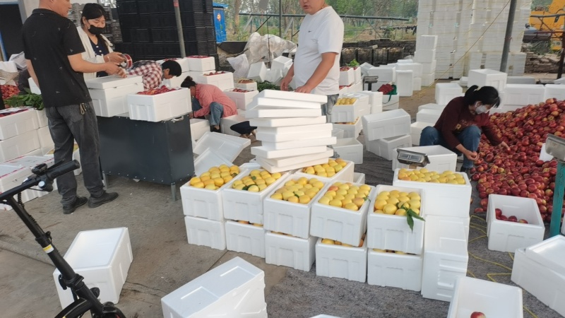 突围毛桃色泽鲜，口感翠脆多汁，产地直供，