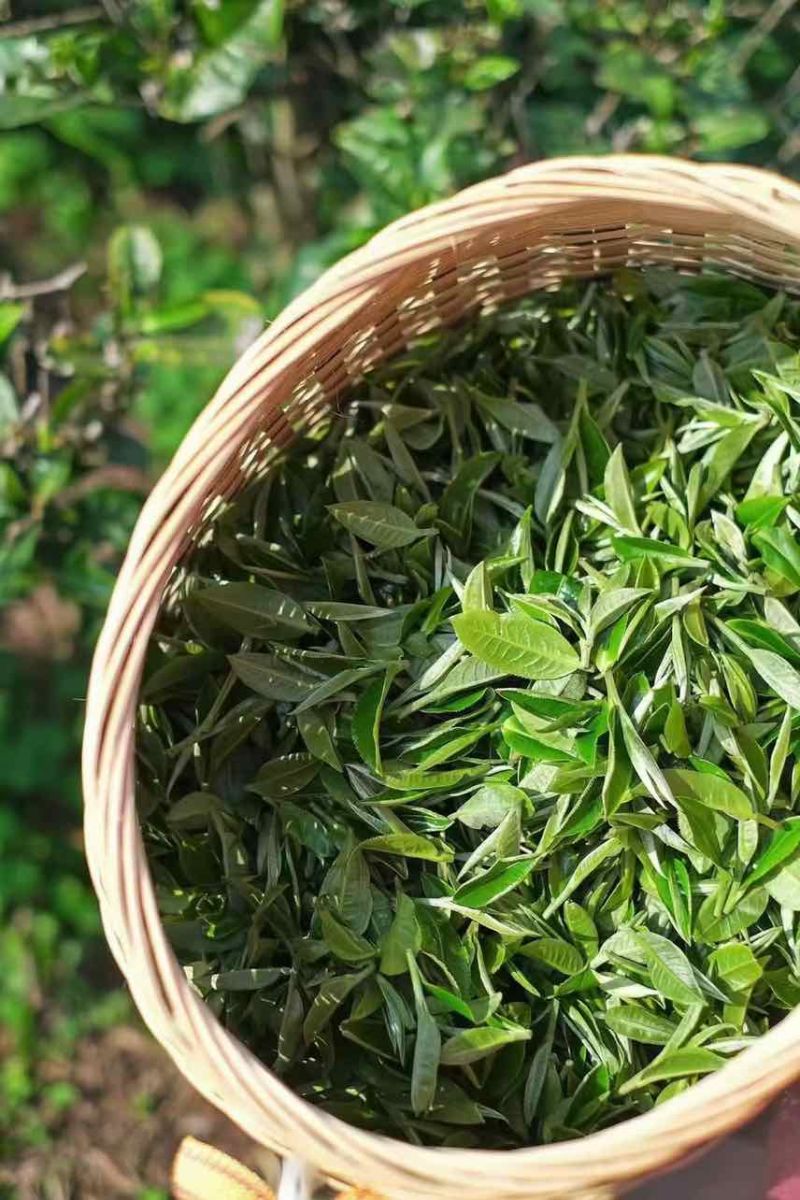 英红九号红茶