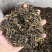 英红九号红茶