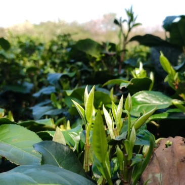 英红九号红茶