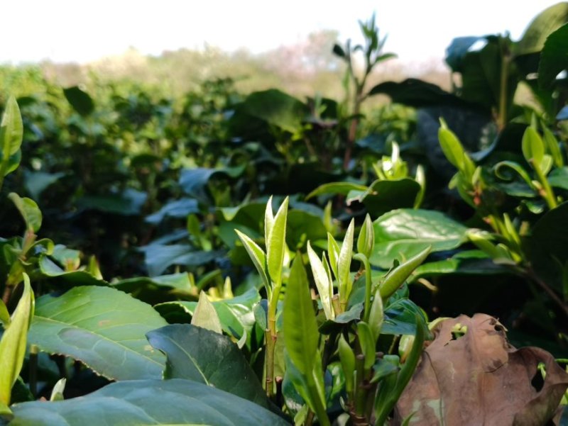 英红九号红茶