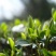 英红九号红茶