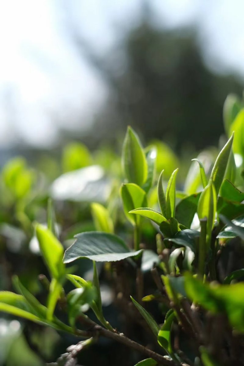 英红九号红茶