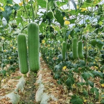 【精准推荐】四川本地肉丝瓜短棒丝瓜油皮丝瓜供应稳定商超