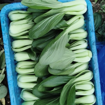 蚌埠小青菜