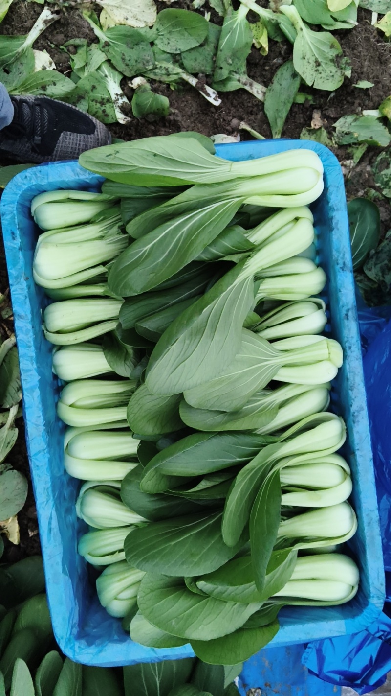 蚌埠小青菜