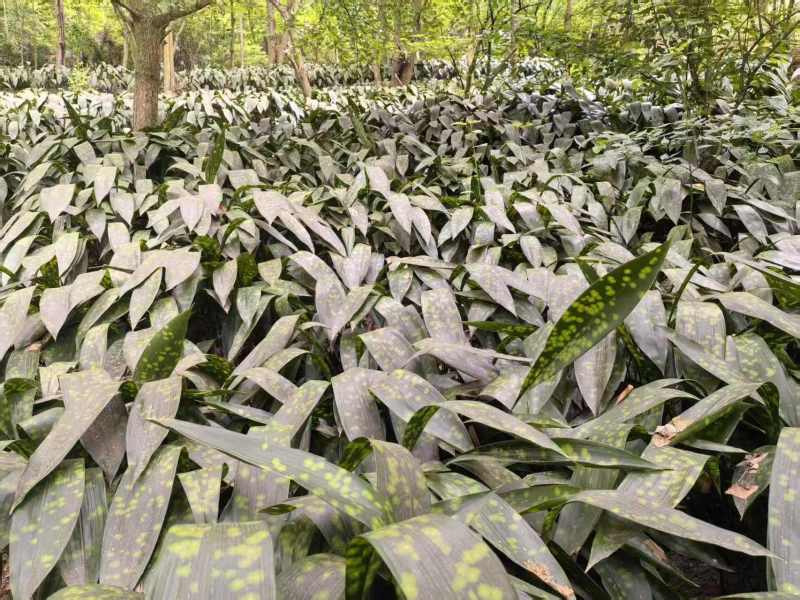 粽叶，峨眉山粽叶