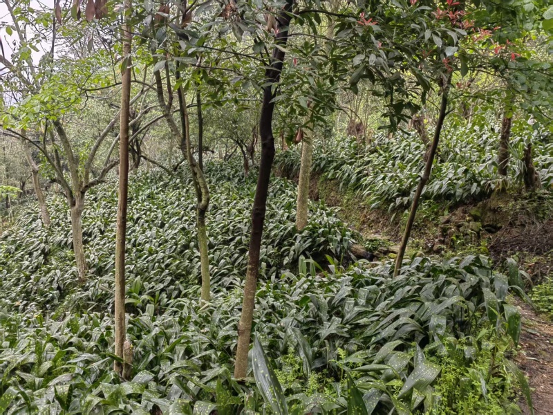 粽叶，峨眉山粽叶