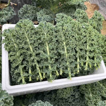 羽衣甘蓝皱叶菜