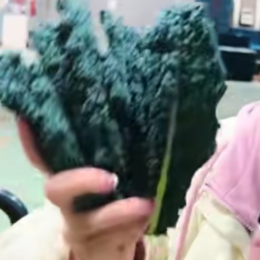 羽衣甘蓝玉麒麟皱叶菜