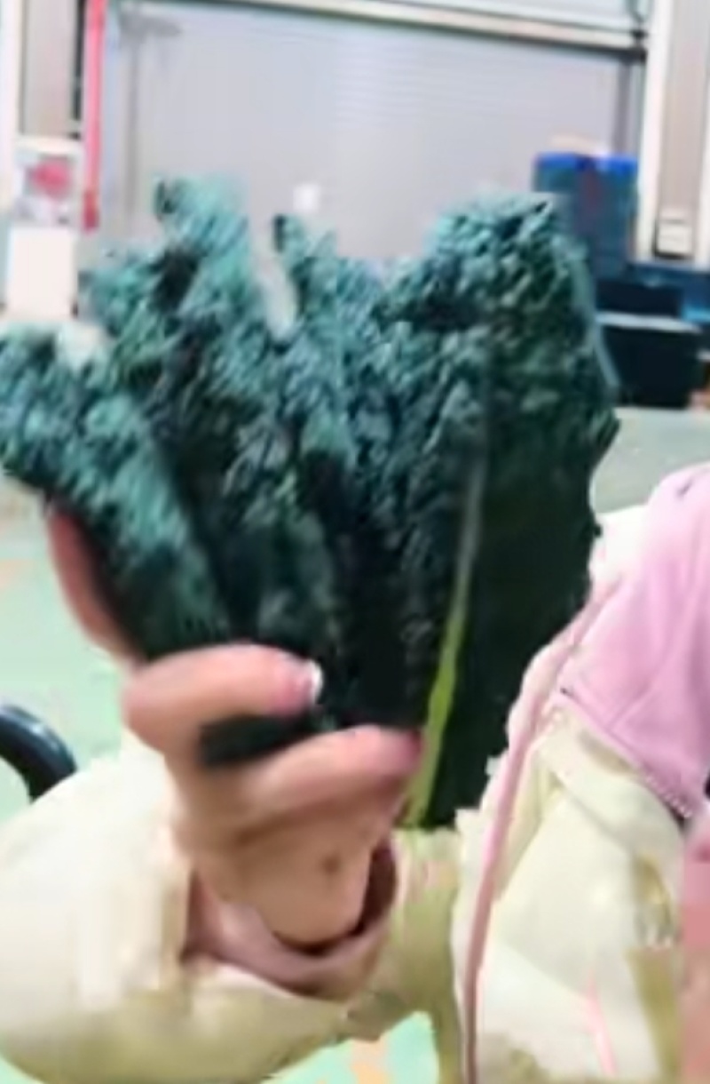 羽衣甘蓝玉麒麟皱叶菜