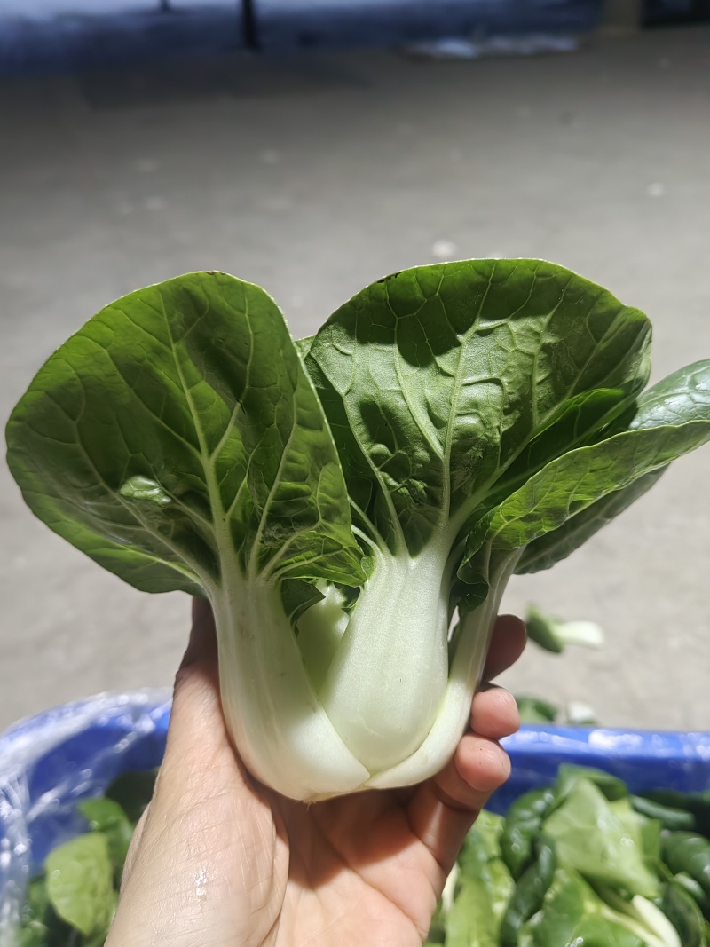 奶白菜单棵重50-70克