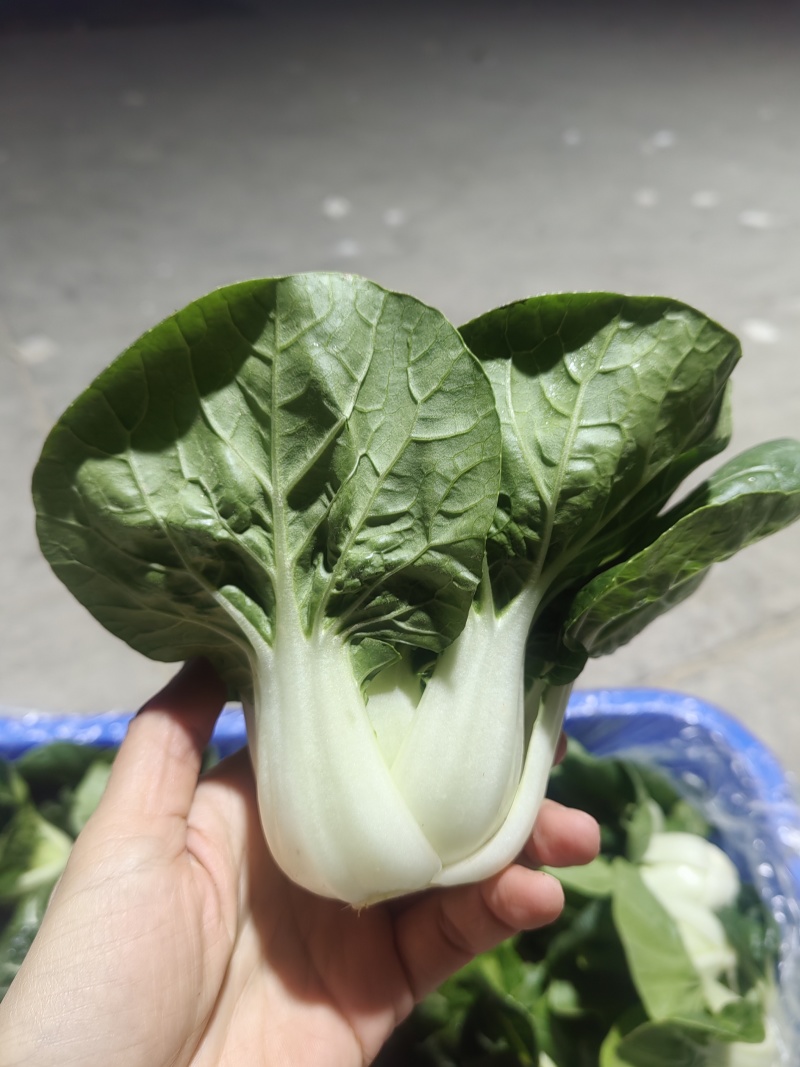 奶白菜单棵重50-70克