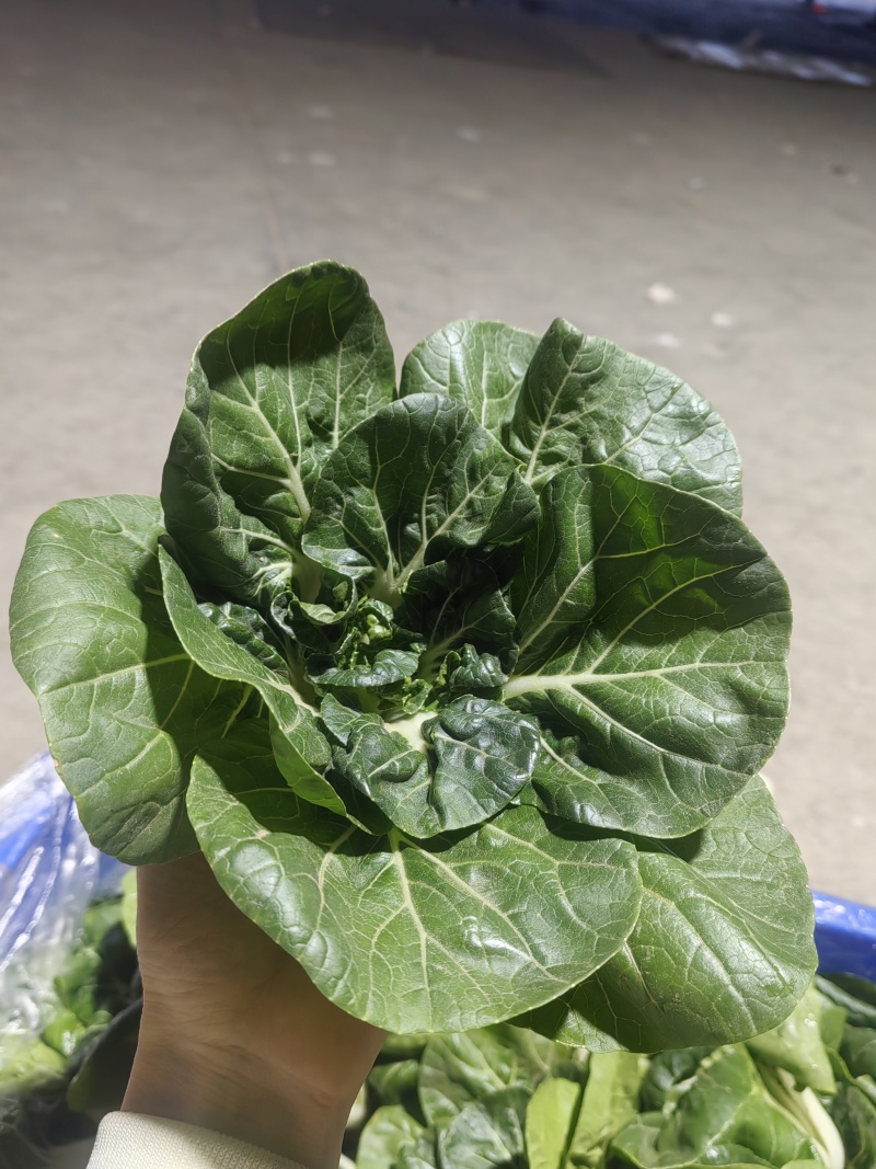 奶白菜单棵重50-70克