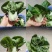 奶白菜单棵重50-70克