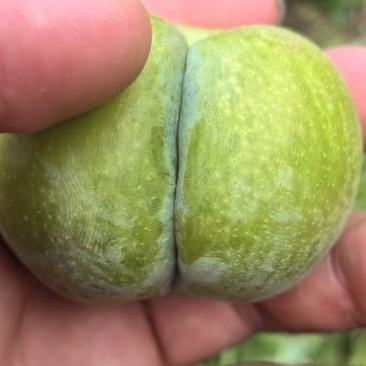 蜂糖李种植户，家里有2000亩产地