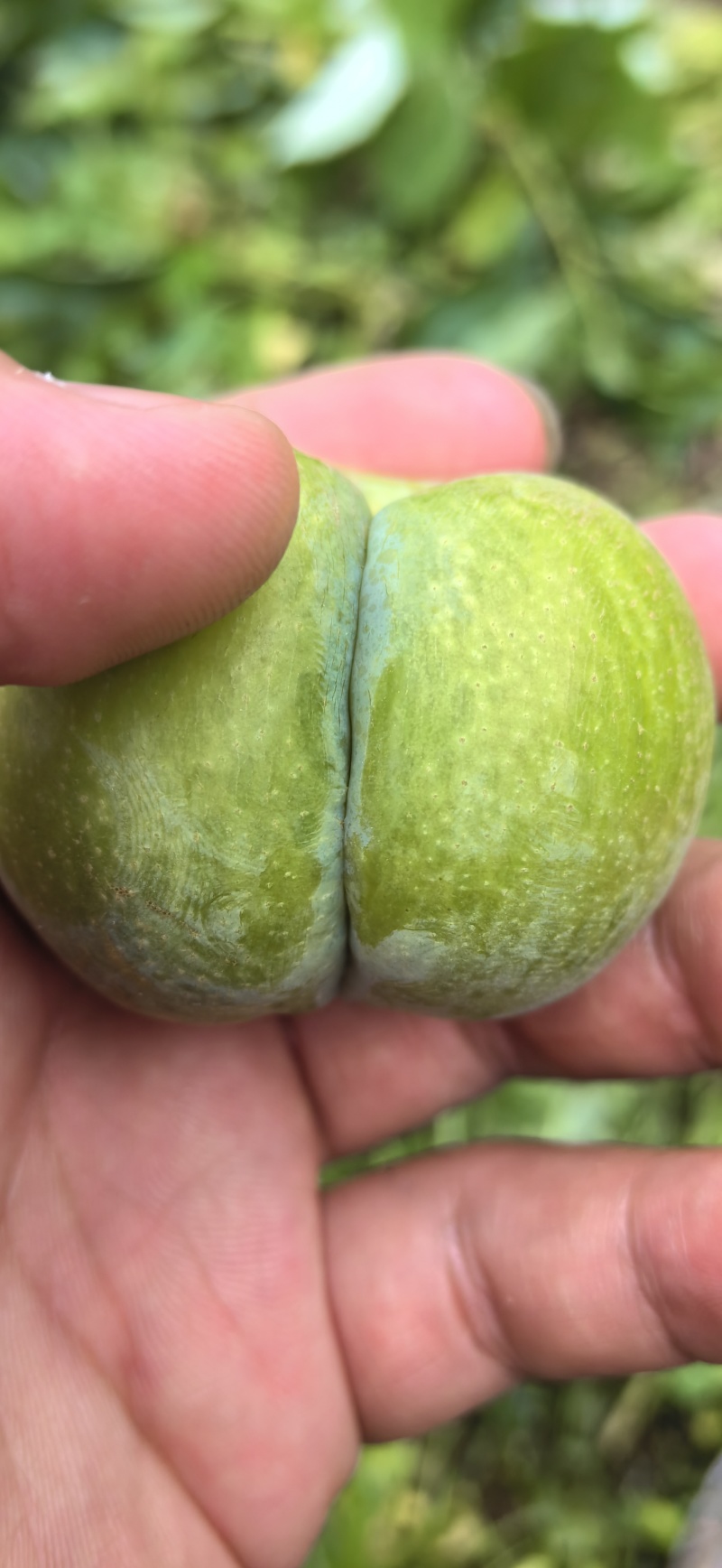 蜂糖李种植户，家里有2000亩产地
