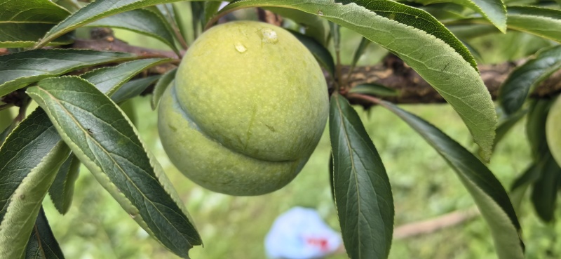 蜂糖李种植户，家里有2000亩产地