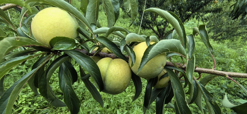 蜂糖李种植户，家里有2000亩产地