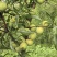 蜂糖李种植户，家里有2000亩产地