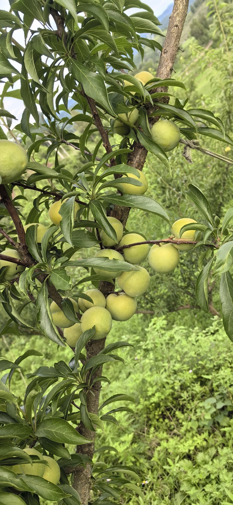 蜂糖李种植户，家里有2000亩产地