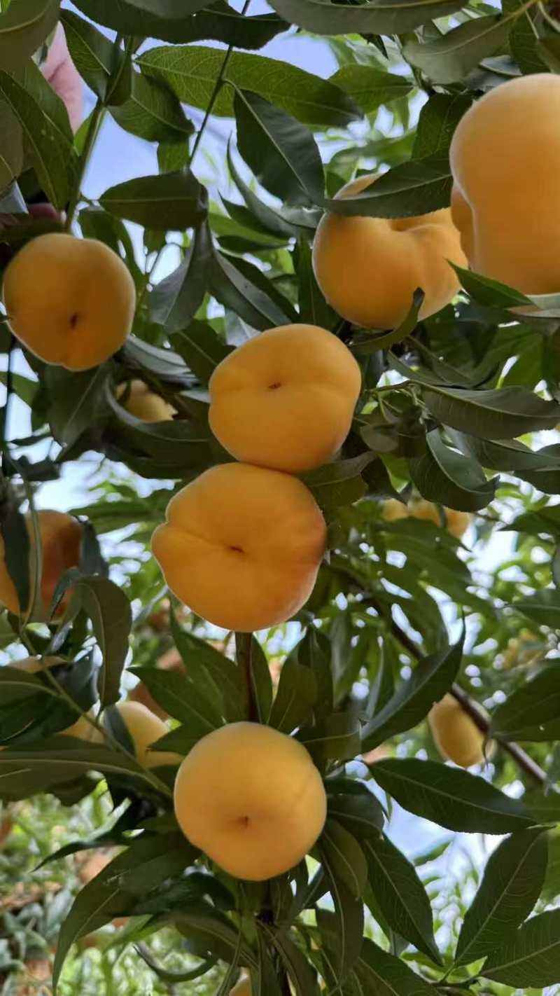 黄金蟠桃