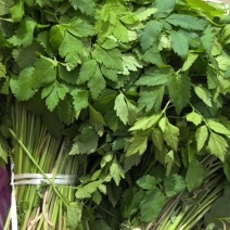 山野菜，山芹菜