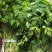 山野菜，山芹菜