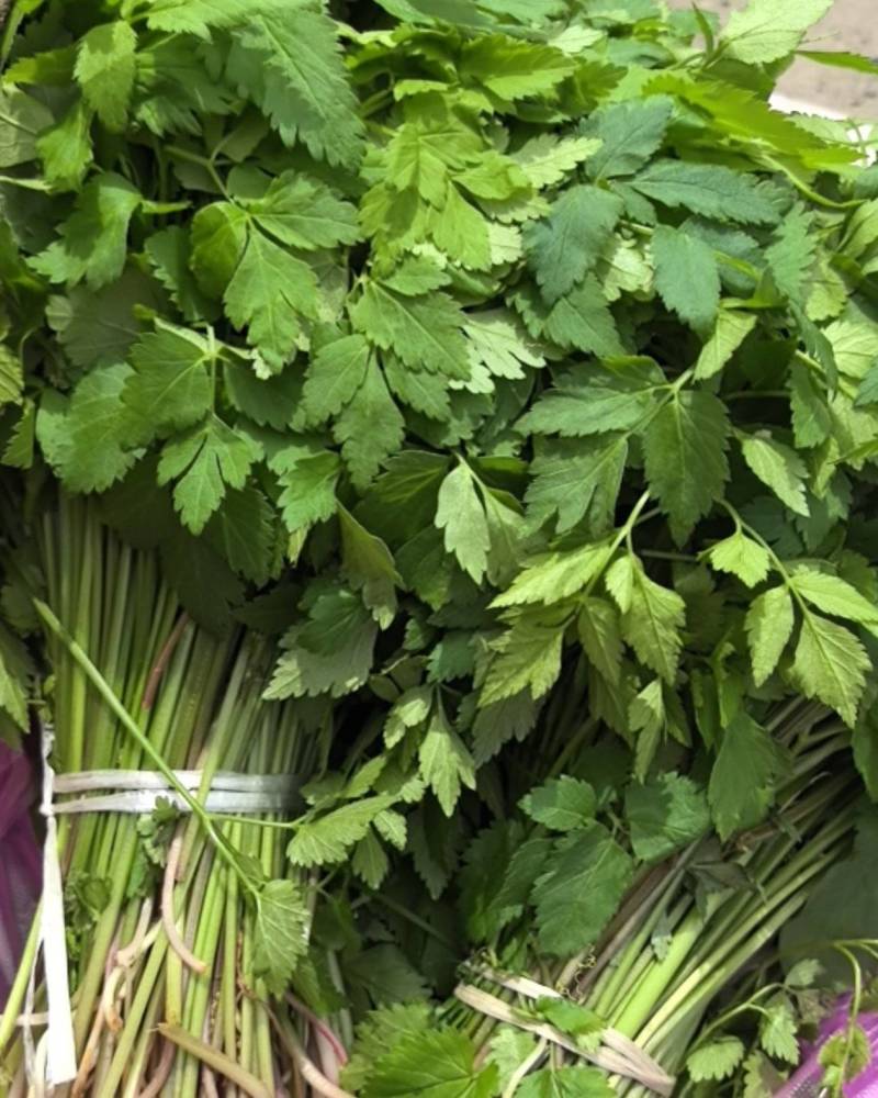 山野菜，山芹菜