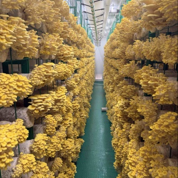鲜榆黄菇小叶片