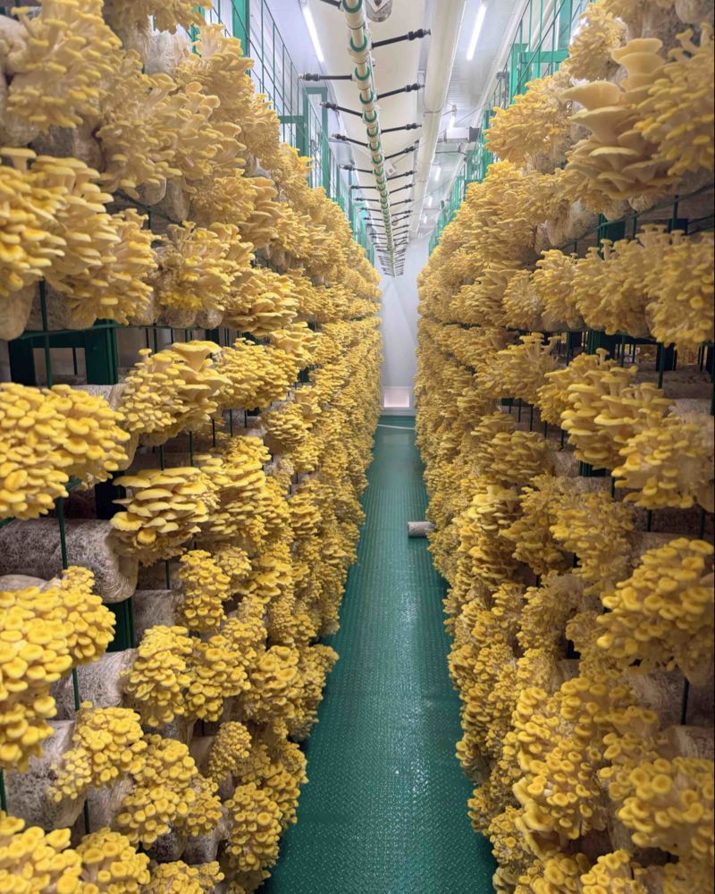 鲜榆黄菇小叶片